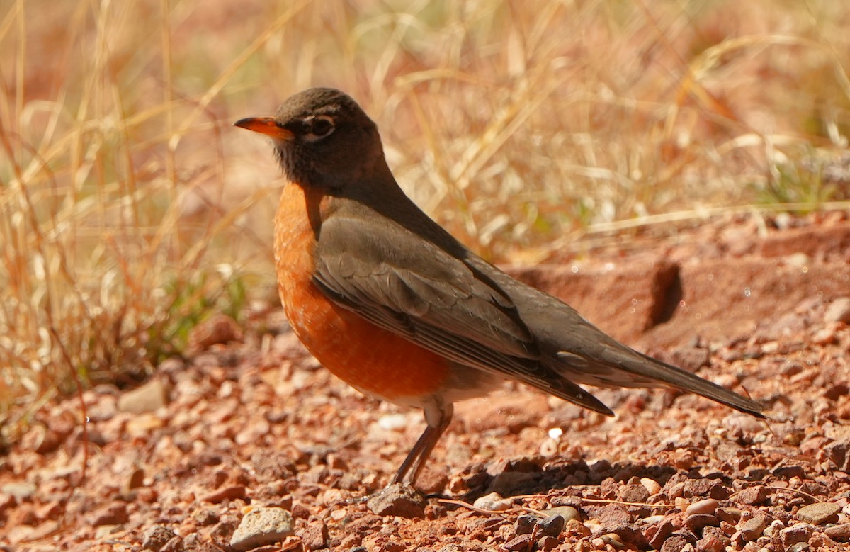 American Robin - ML617860273