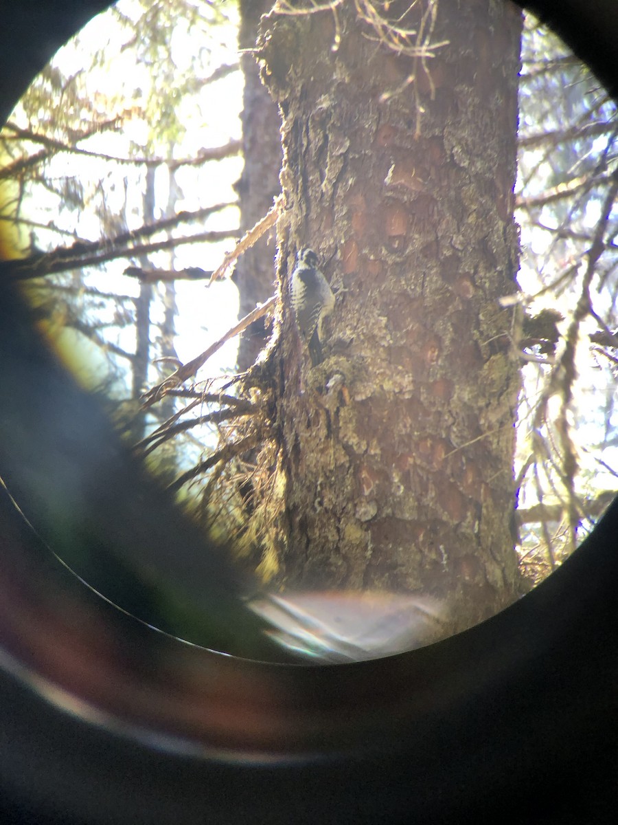 American Three-toed Woodpecker - ML617860281