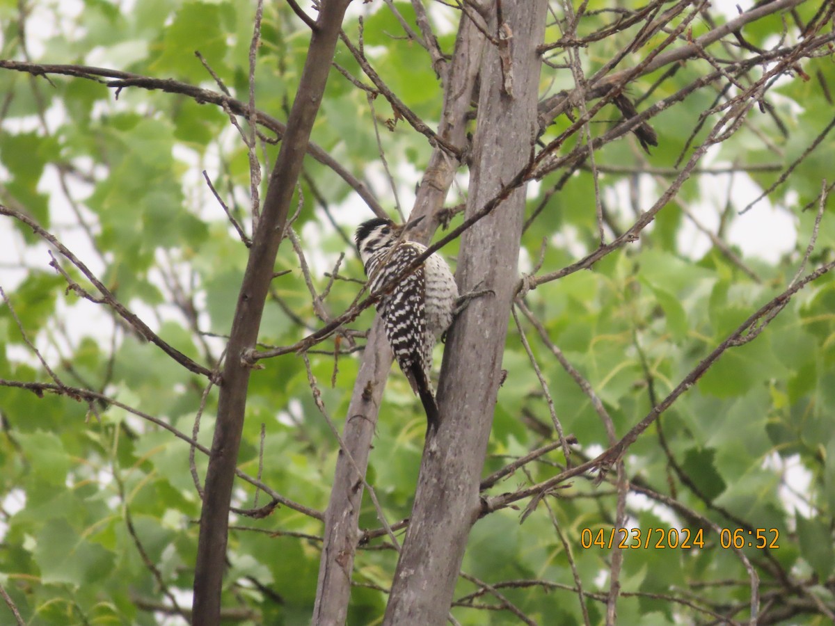 Ladder-backed Woodpecker - Steven Lima