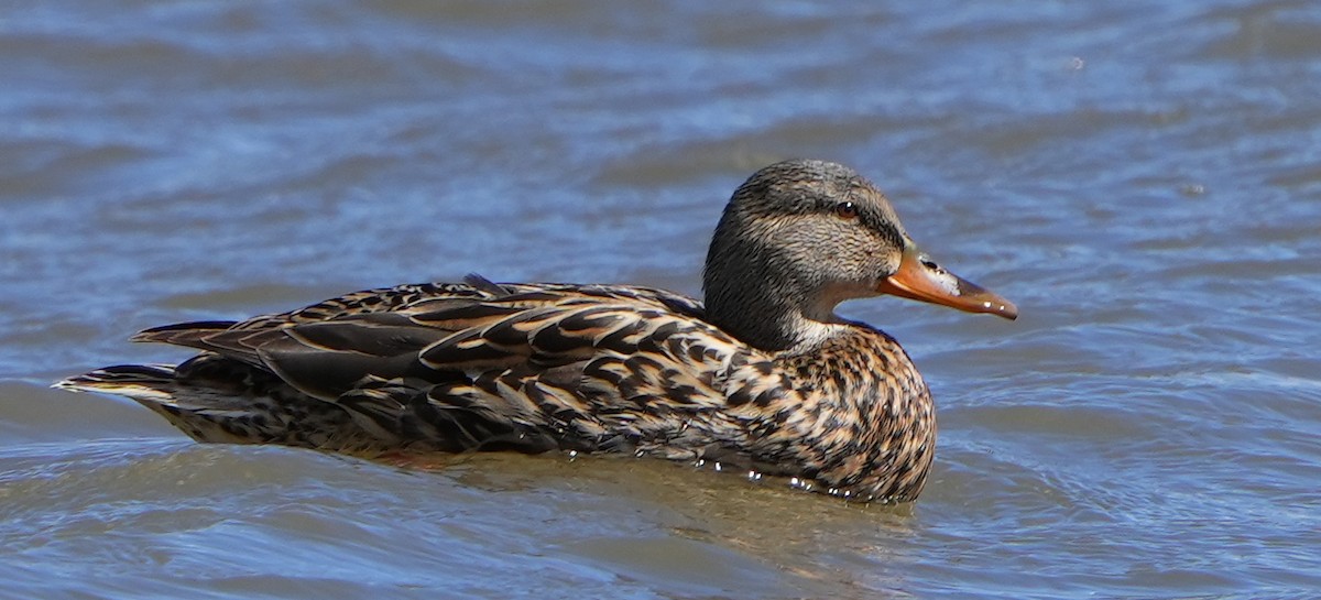 Mallard - Dave Bowman