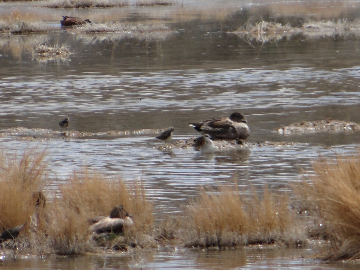 Phalarope de Wilson - ML617860384