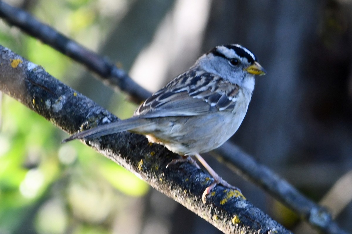 White-crowned Sparrow - Steve Hawes