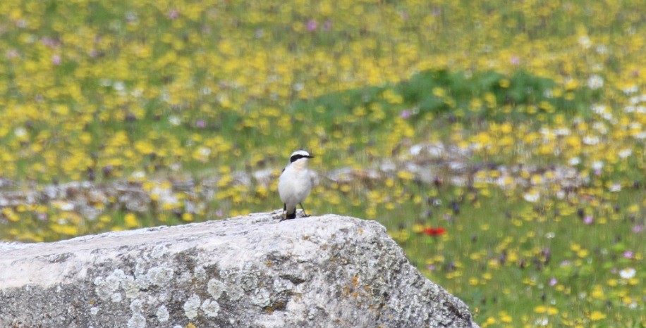 Northern Wheatear - Kenji Hamasaki