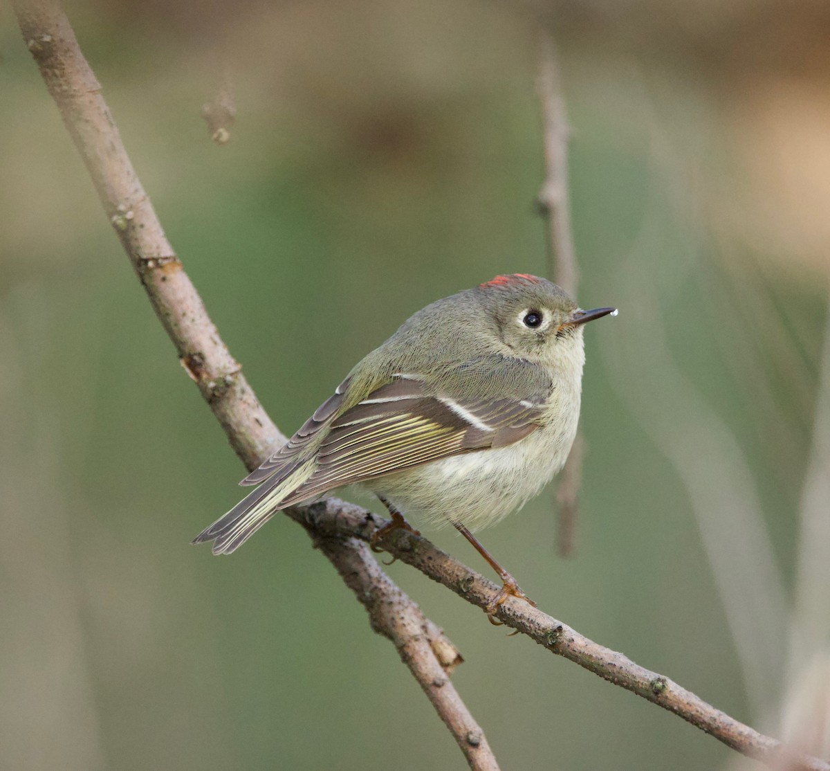 Ruby-crowned Kinglet - ML617860424