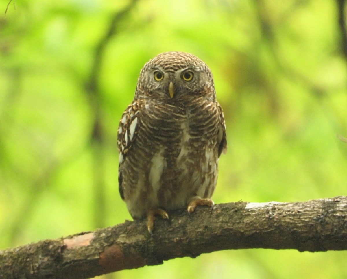 Asian Barred Owlet - ML617860426