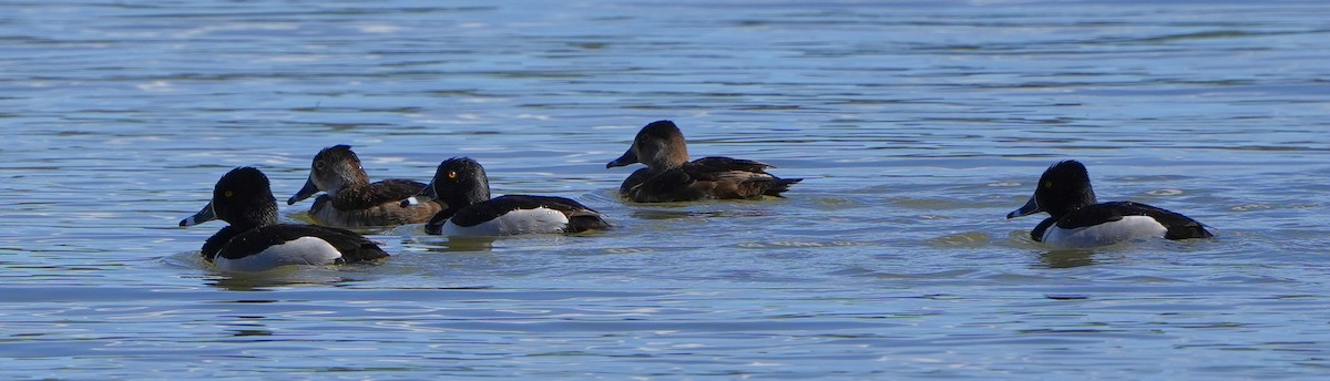 Ring-necked Duck - ML617860460