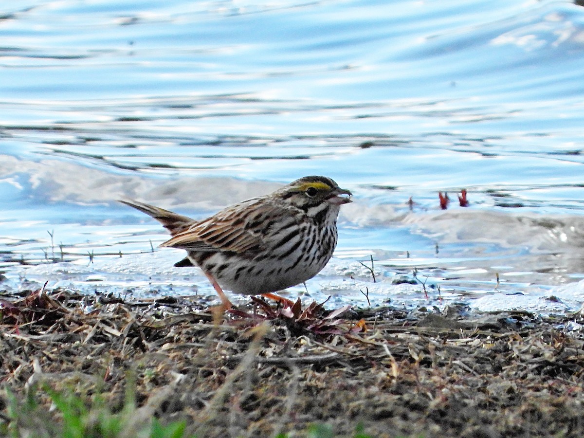 Savannah Sparrow - Charles Martinez