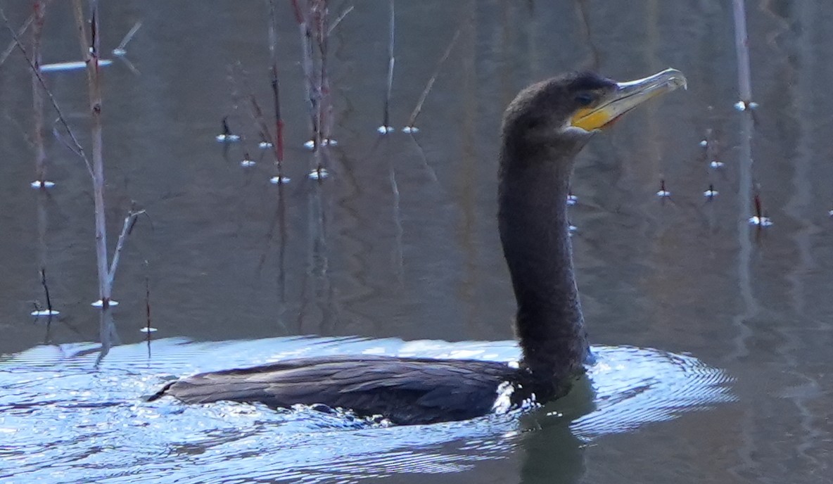 Neotropic Cormorant - Dave Bowman