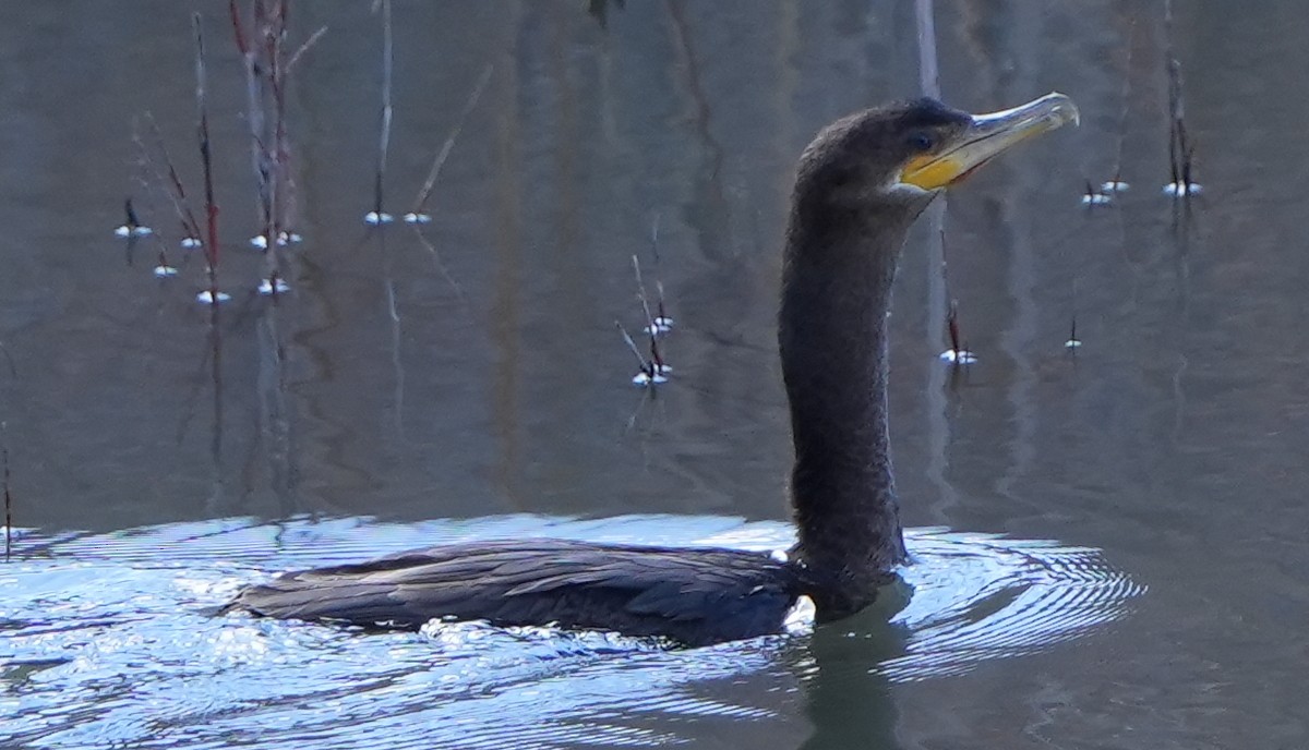 Neotropic Cormorant - Dave Bowman