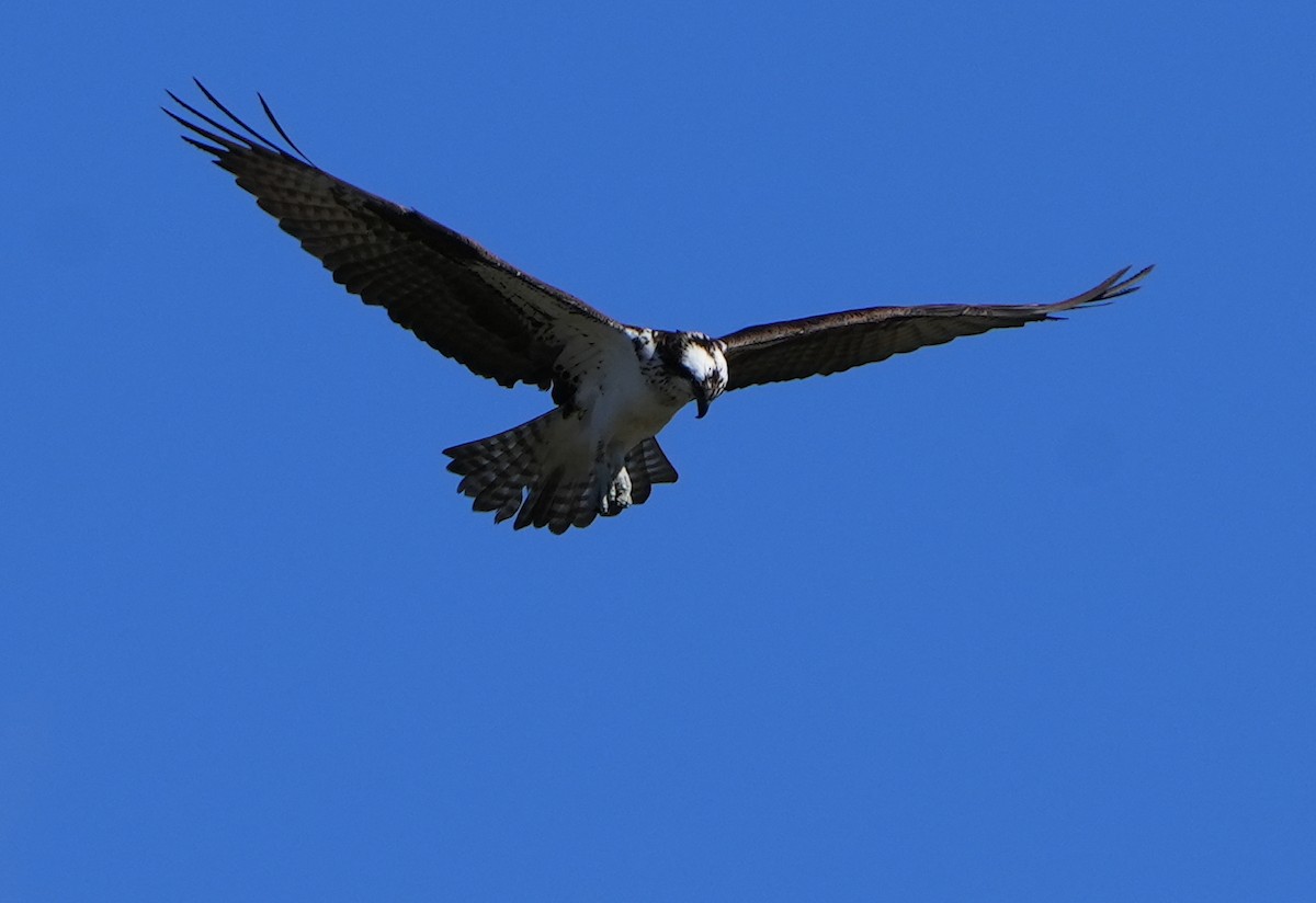 Osprey - Dave Bowman