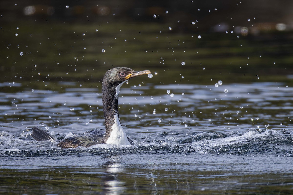 Cormorán de las Auckland - ML617860578