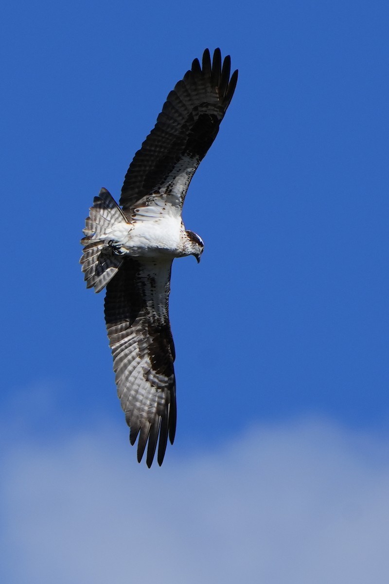 Osprey - ML617860585