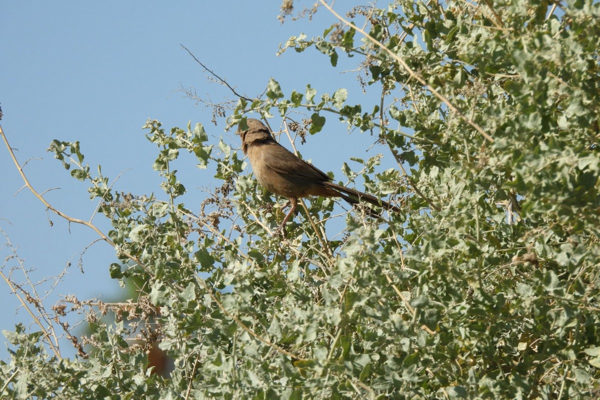 Abert's Towhee - ML617860633