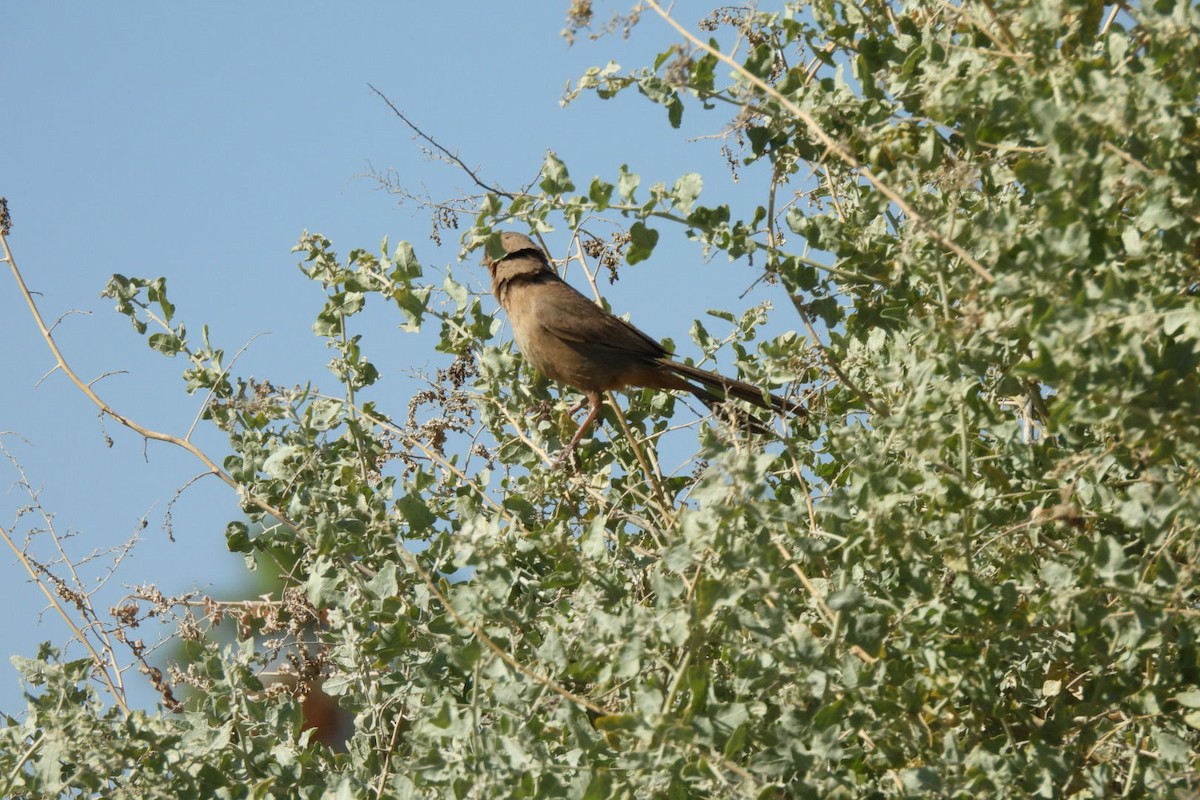 Abert's Towhee - ML617860634