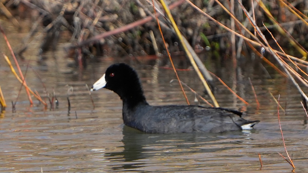 American Coot - ML617860655