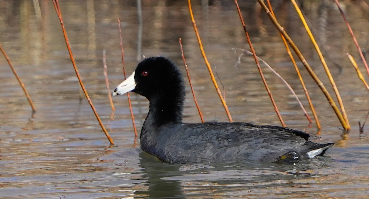 American Coot - ML617860684