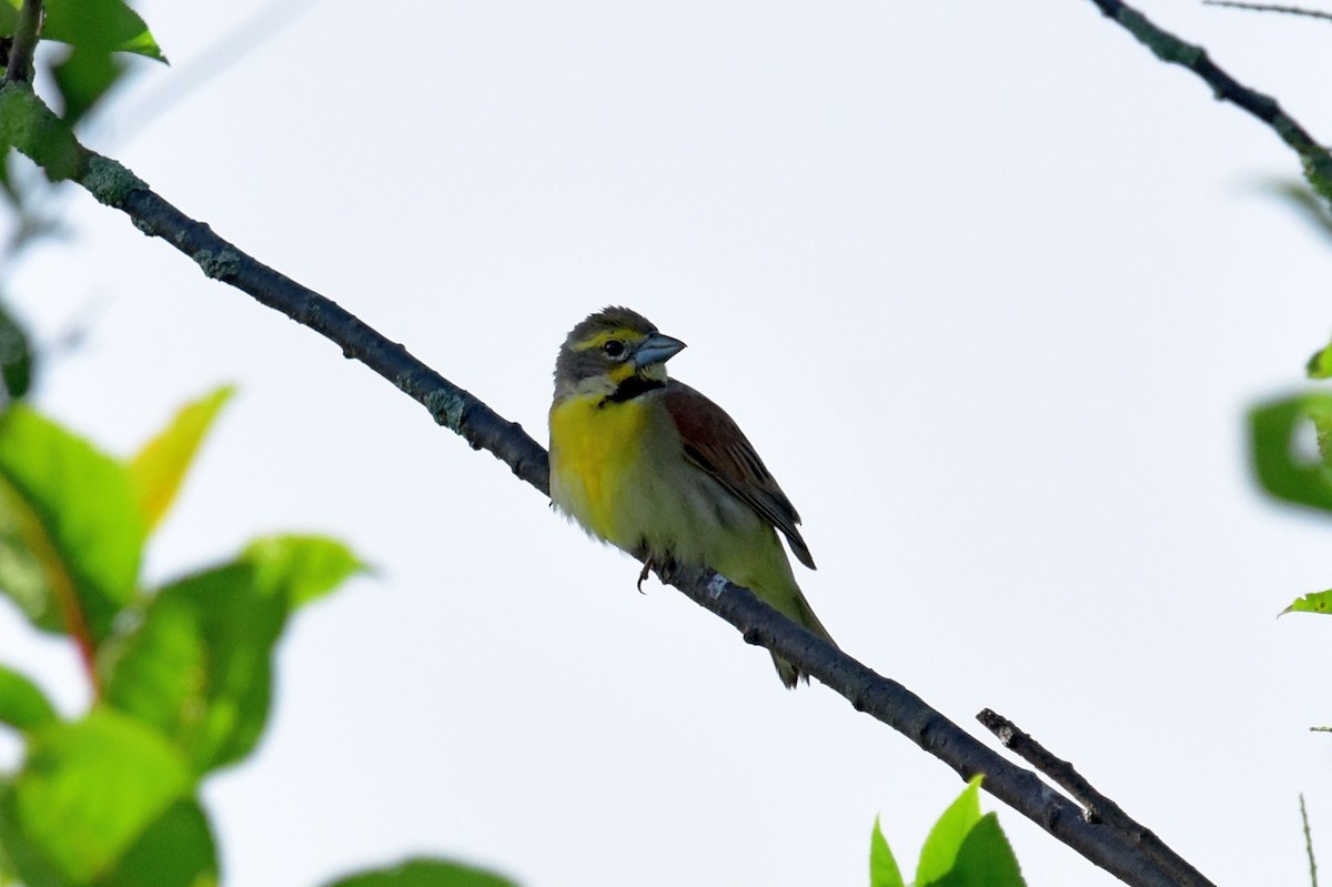 Dickcissel d'Amérique - ML61786071