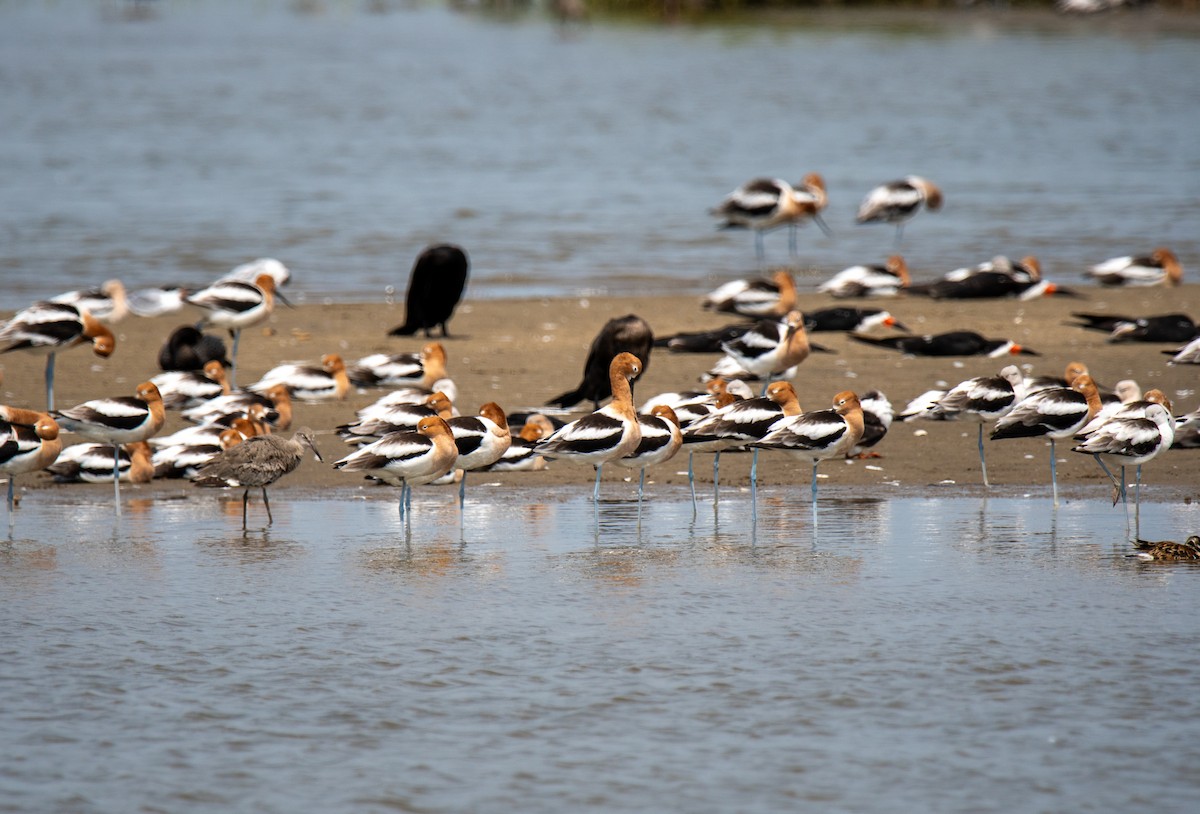 American Avocet - Kelsey Biles