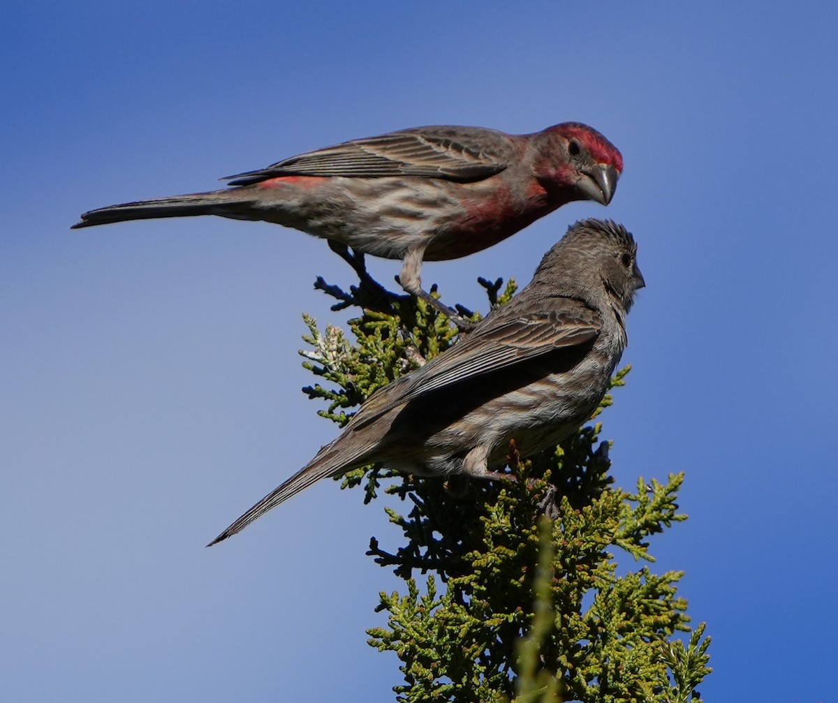 House Finch - ML617860730