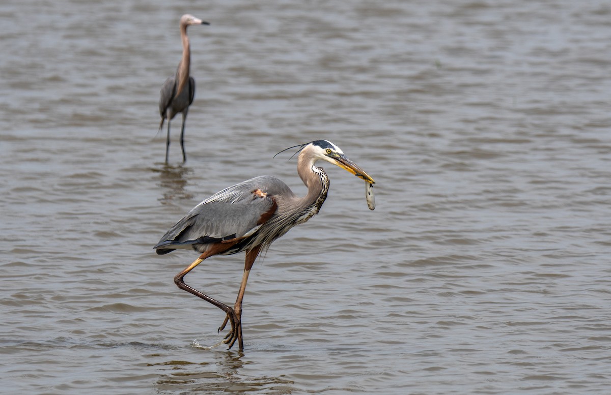 Great Blue Heron - Kelsey Biles