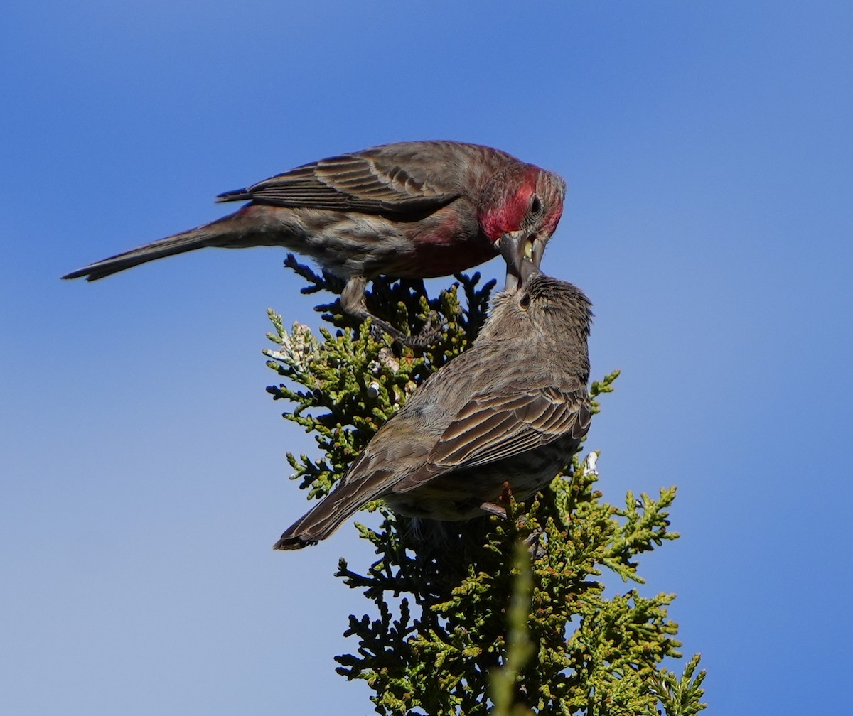 House Finch - ML617860764