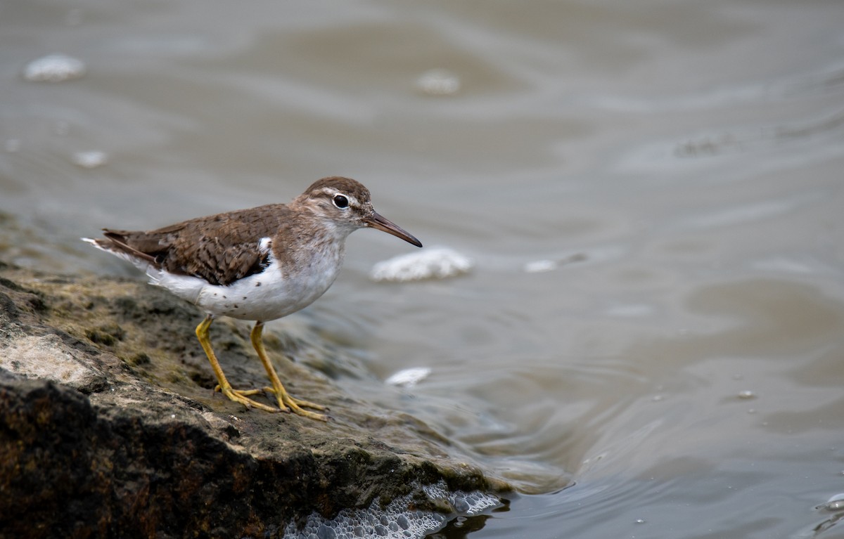 Spotted Sandpiper - Kelsey Biles