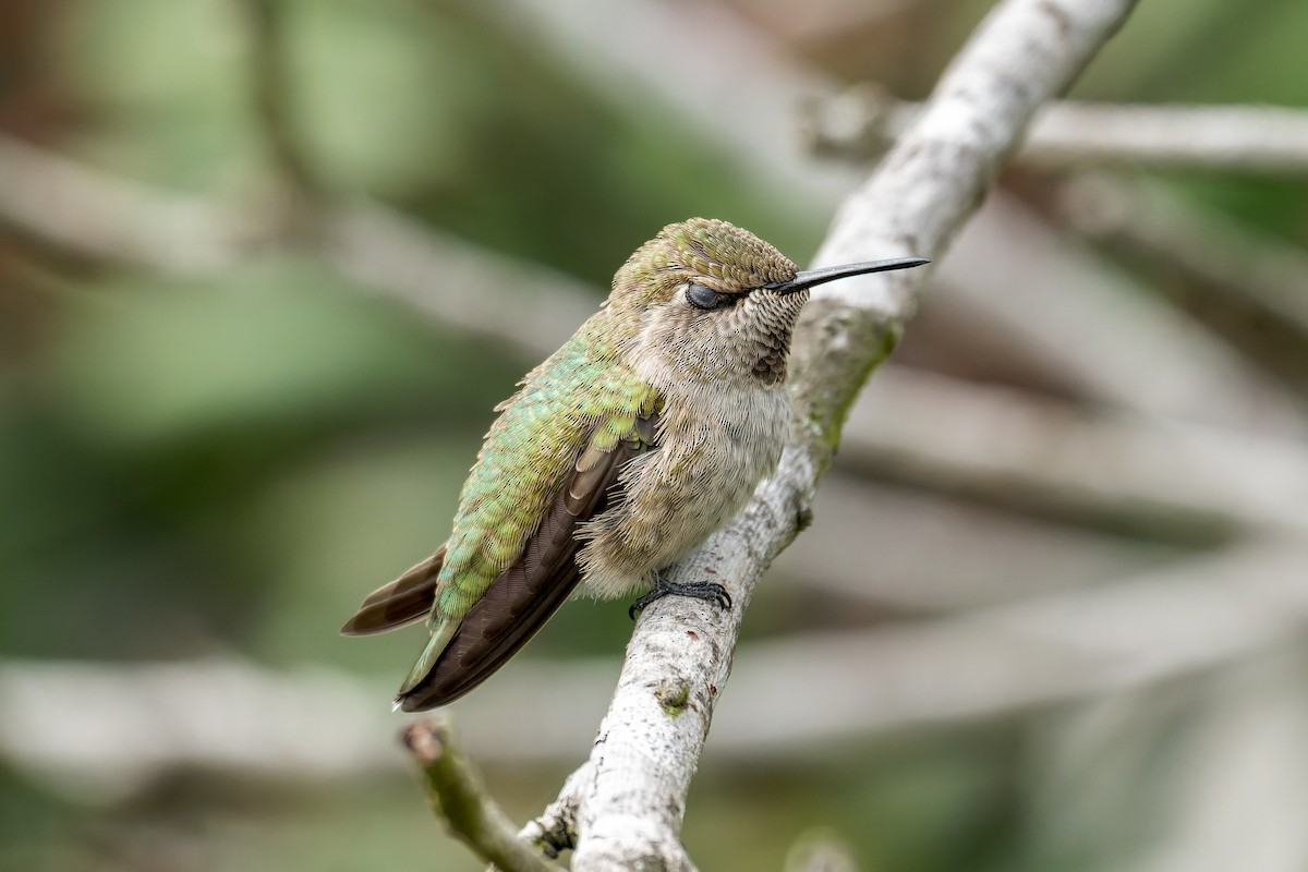 Anna's Hummingbird - Ruslan Balagansky