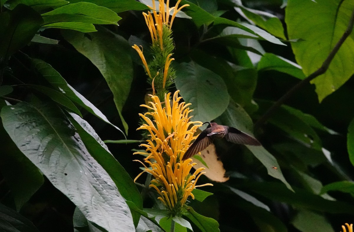 Long-billed Hermit - ML617860784