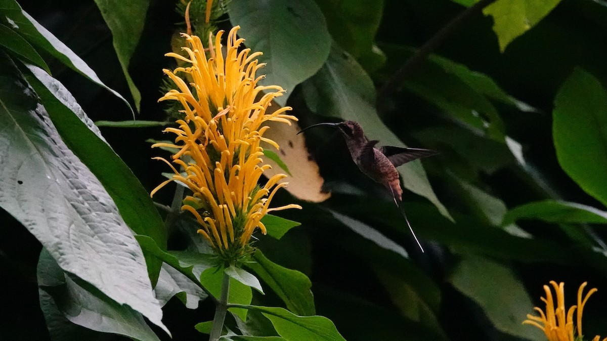 Long-billed Hermit - ML617860790