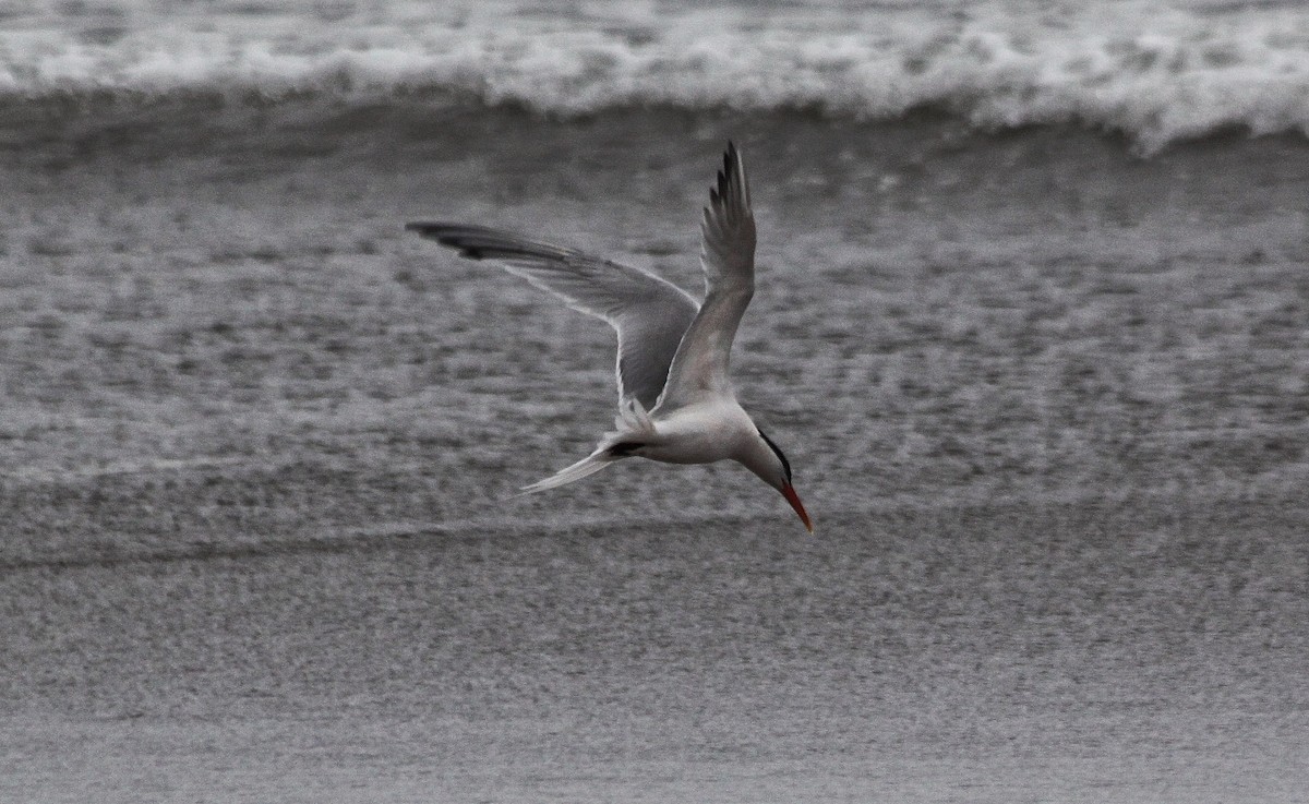 Elegant Tern - ML617860791