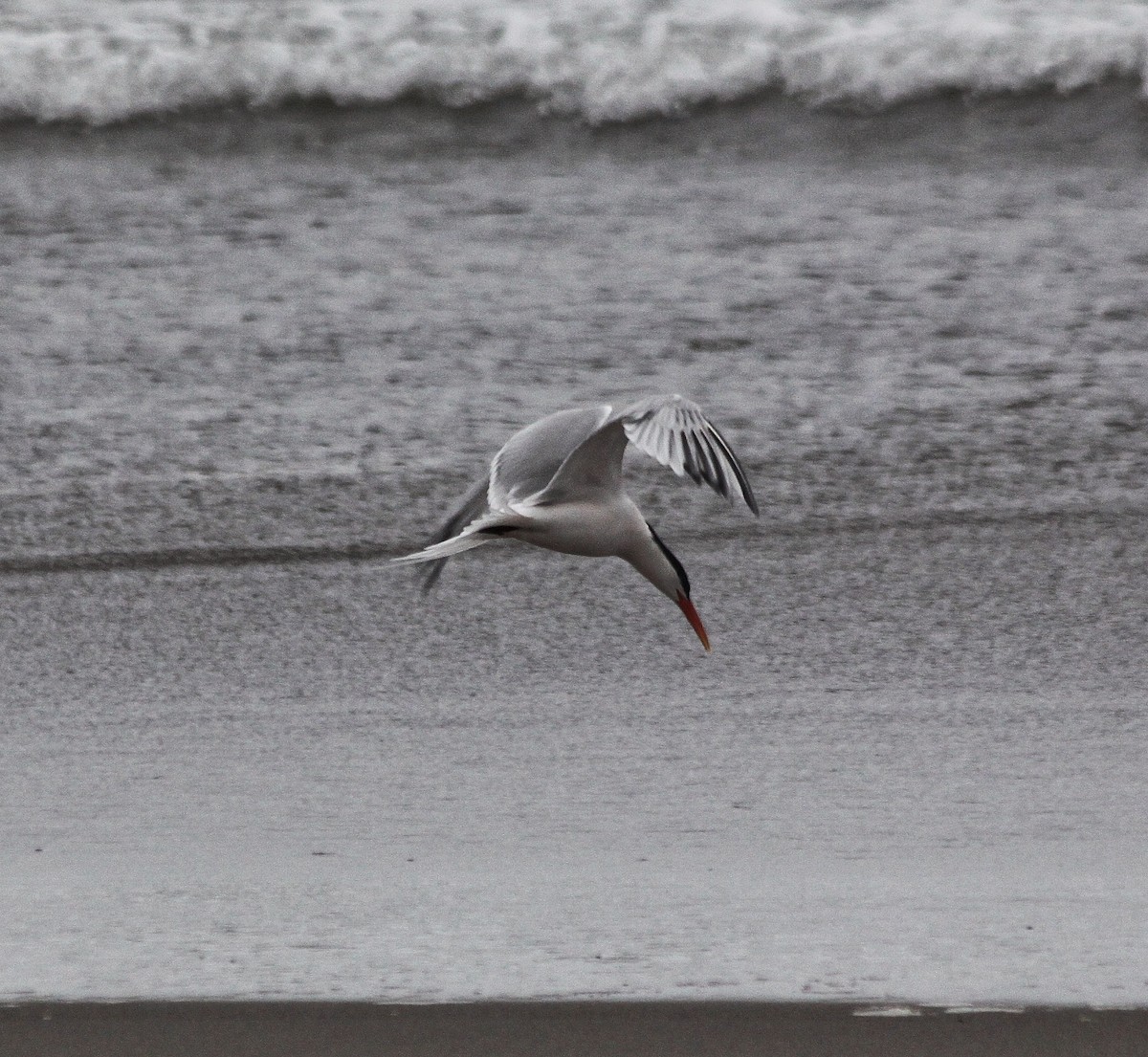 Elegant Tern - ML617860793