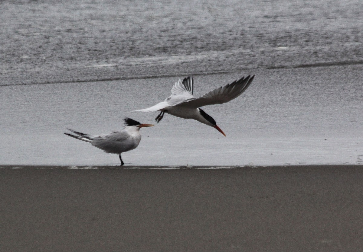 Elegant Tern - ML617860794
