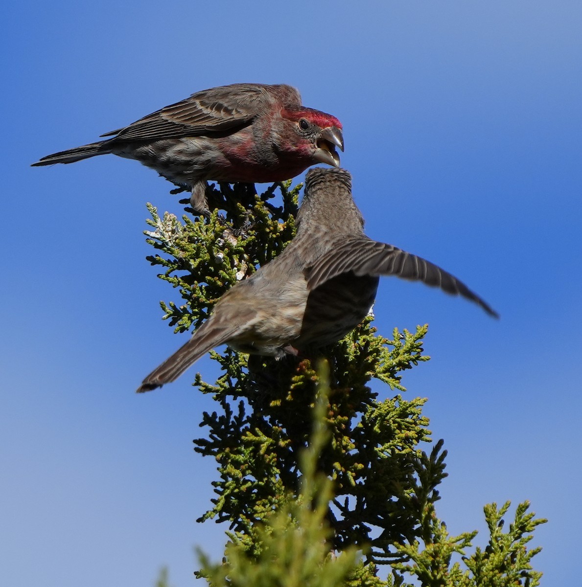 House Finch - ML617860799