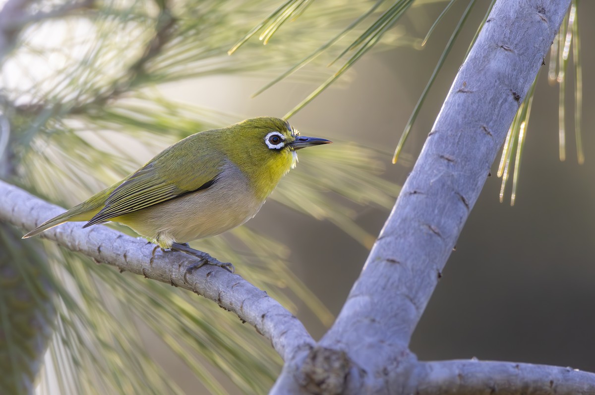 Swinhoe's White-eye - ML617860812