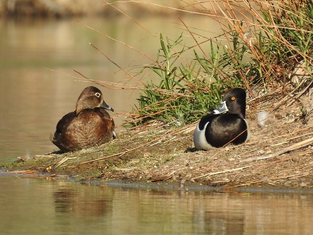 Ring-necked Duck - ML617860879