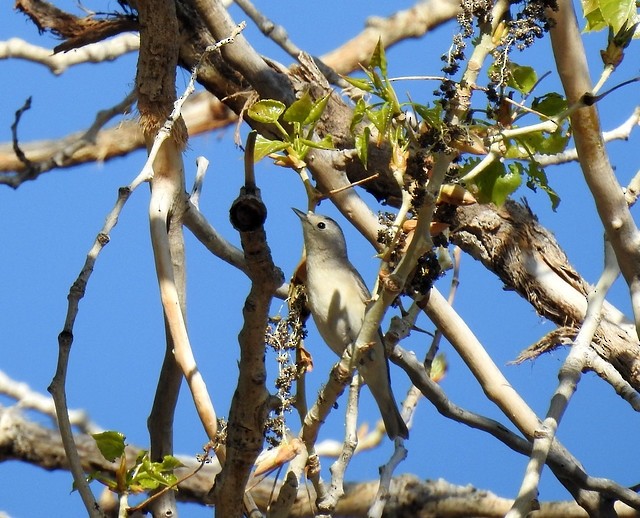 Lucy's Warbler - ML617860882