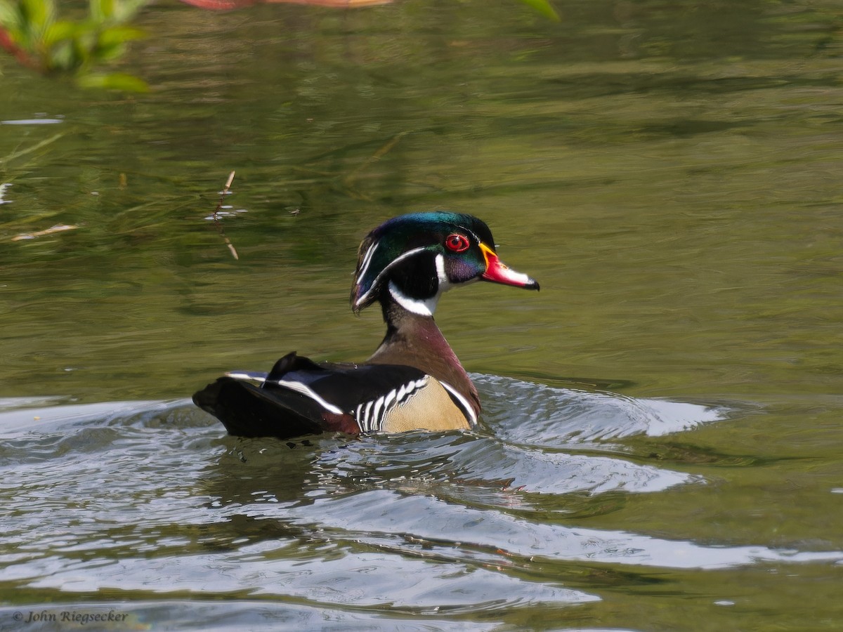 Wood Duck - ML617860895