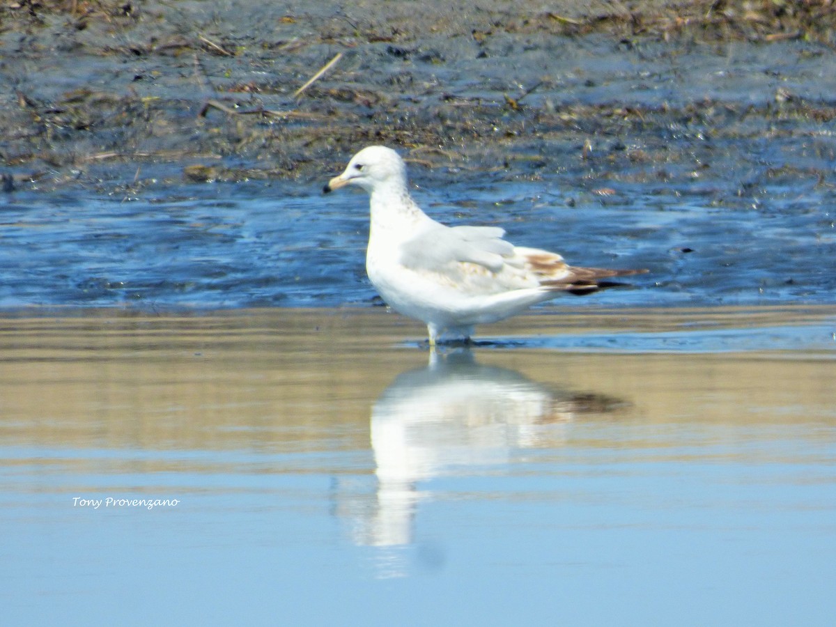 Ring-billed Gull - Tony Provenzano