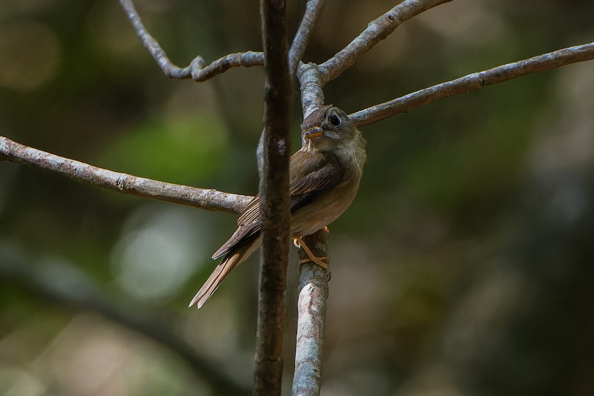 褐胸鶲 - ML617860910