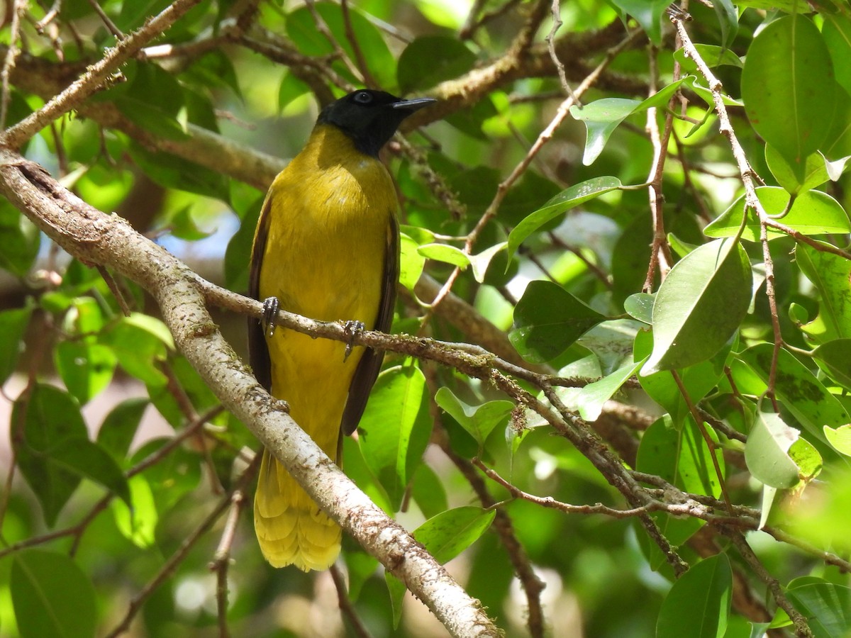 Black-headed Bulbul - ML617860936