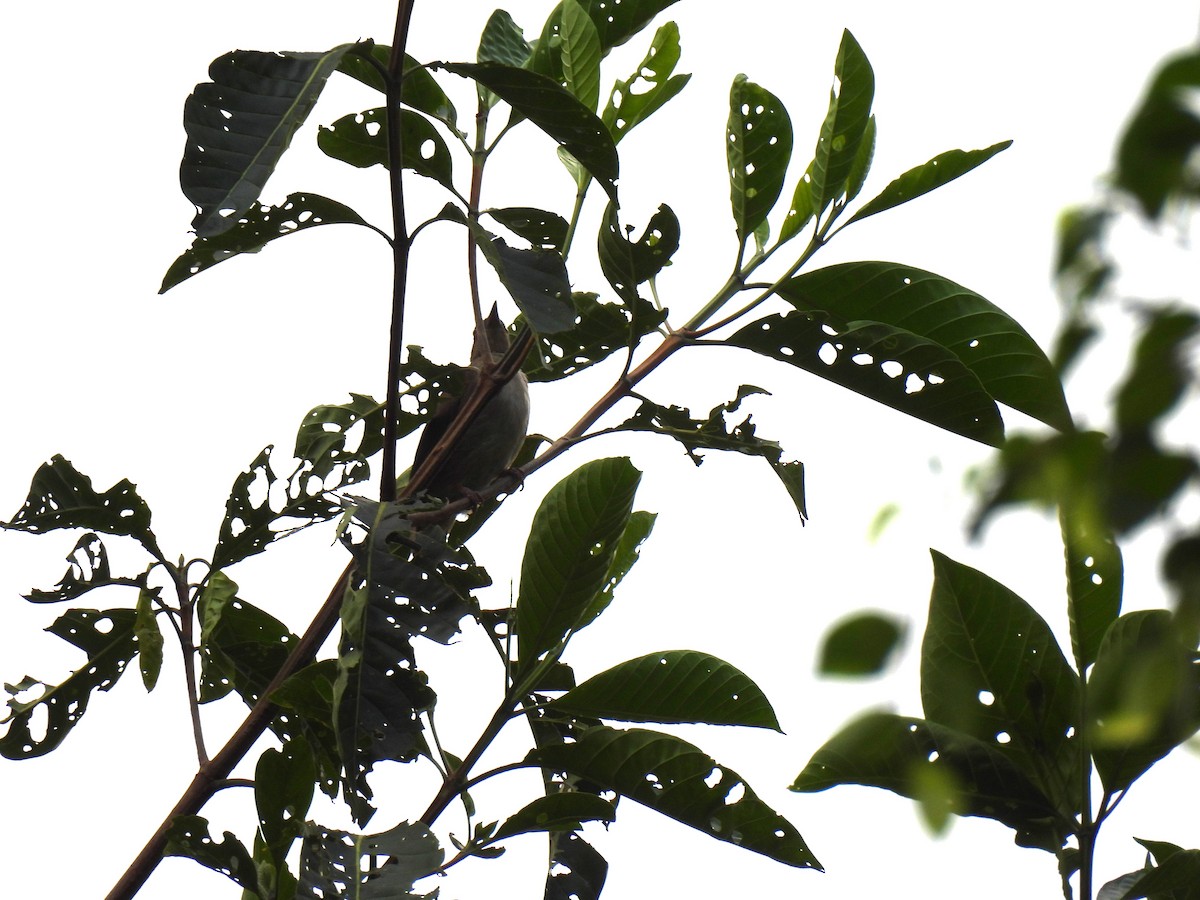 Bulbul aux yeux rouges - ML617860965