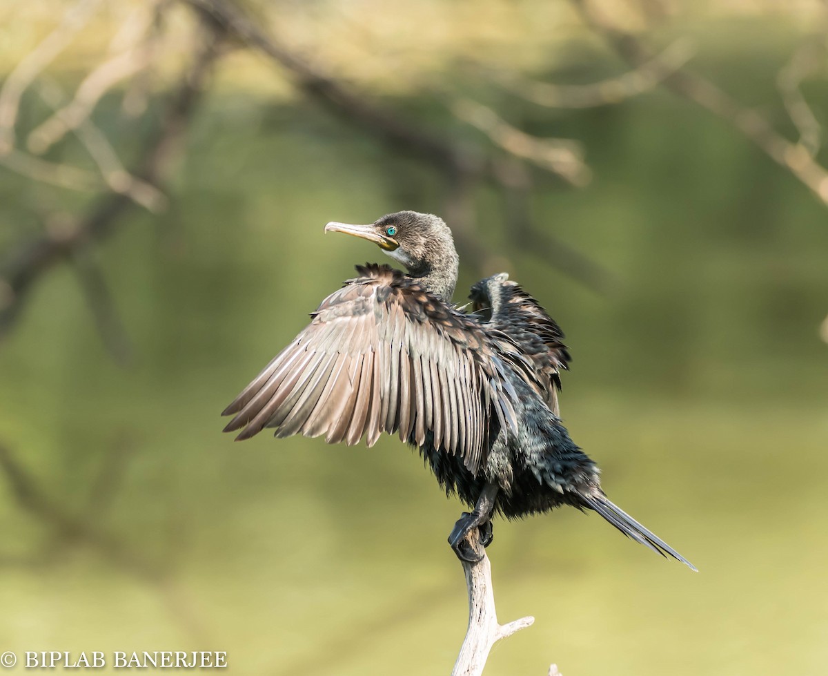 Indian Cormorant - BIPLAB BANERJEE