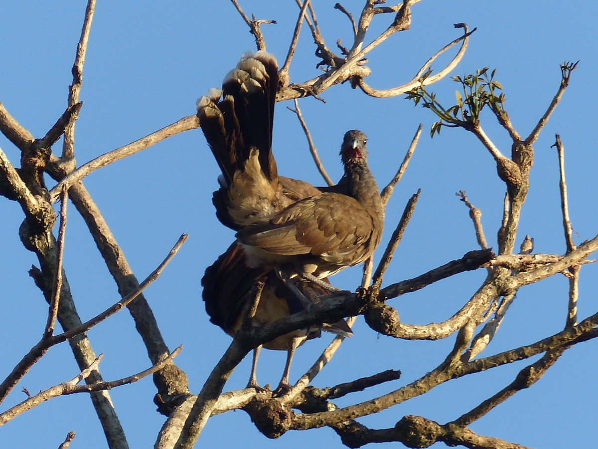 Chachalaca Ventriblanca - ML617861030