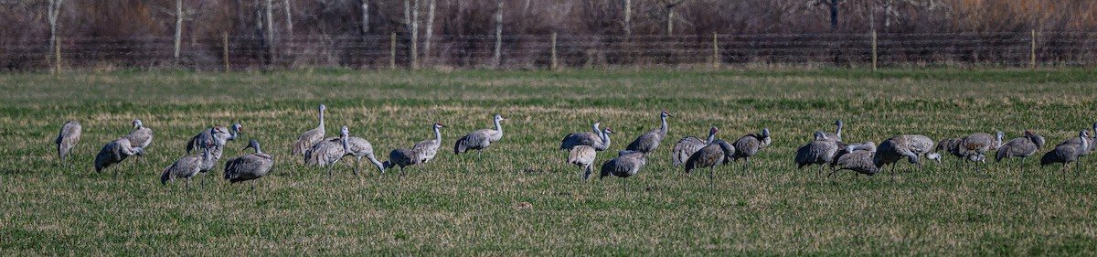 Sandhill Crane - ML617861034