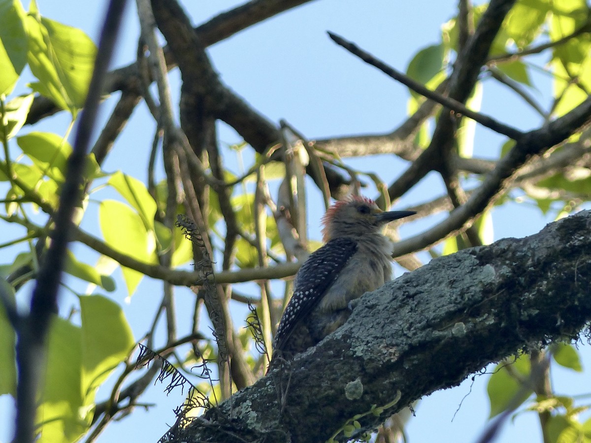 Carpintero Frentidorado (grupo santacruzi) - ML617861037