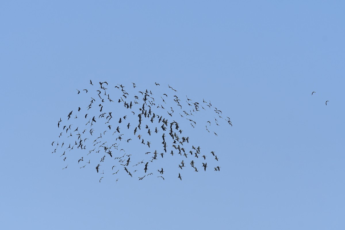 Glossy Ibis - ML617861045