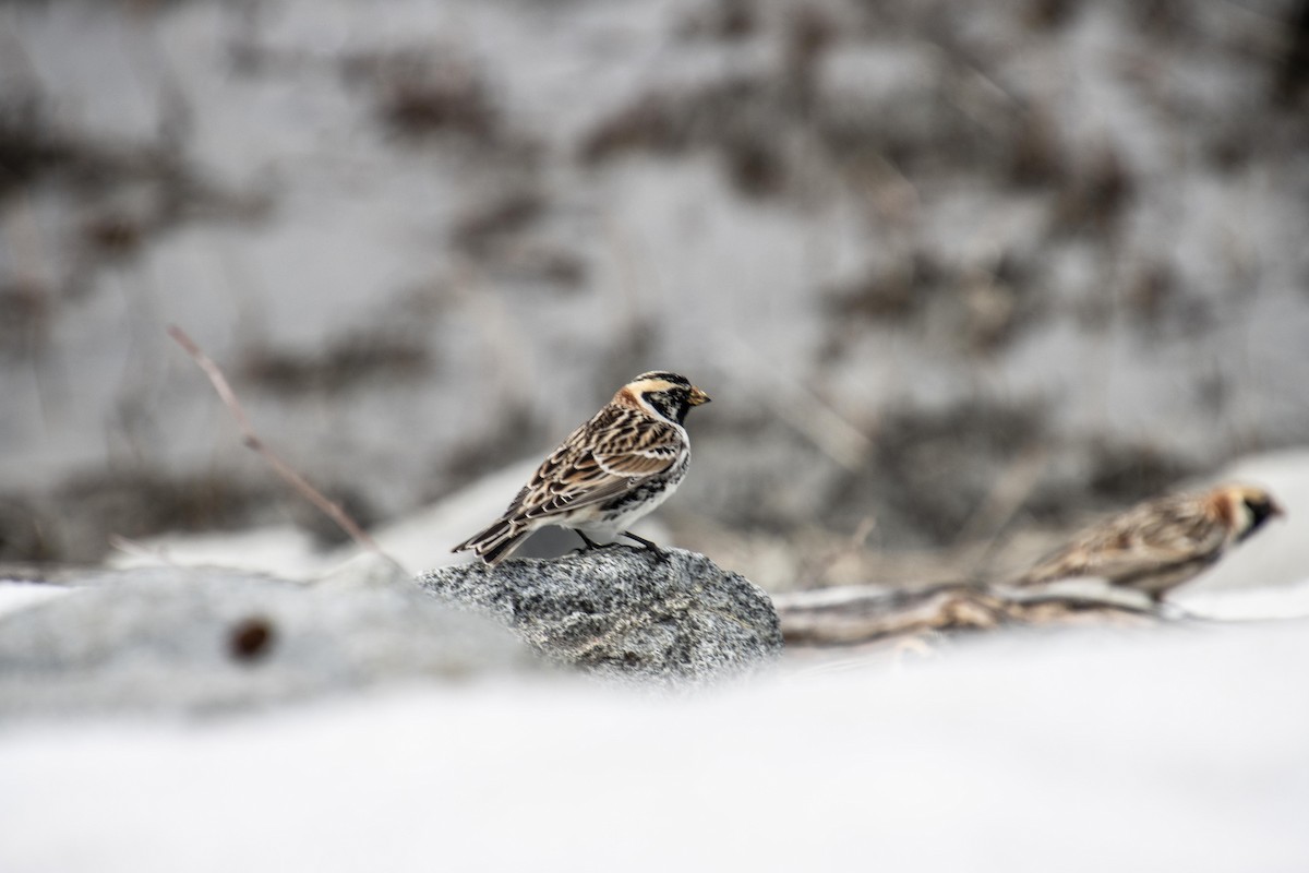 ostružka severní - ML617861069