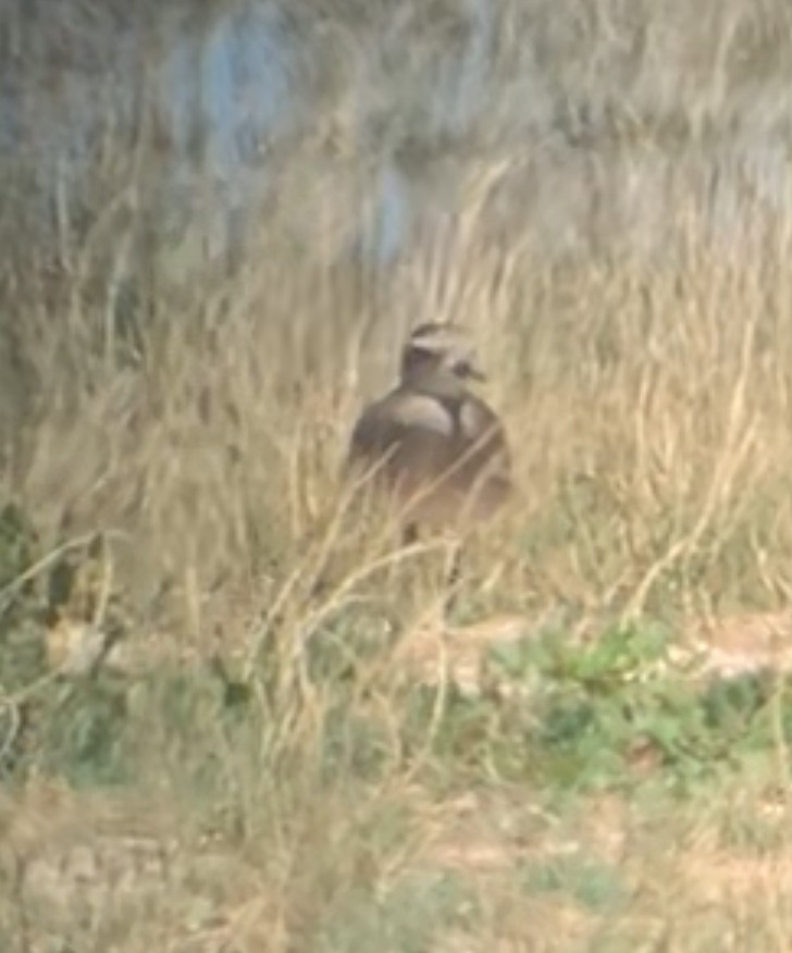 American Golden-Plover - ML617861186