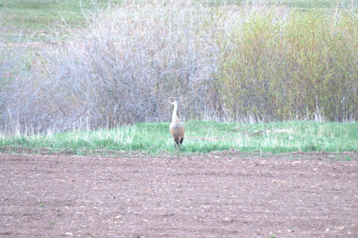 Sandhill Crane - ML617861214