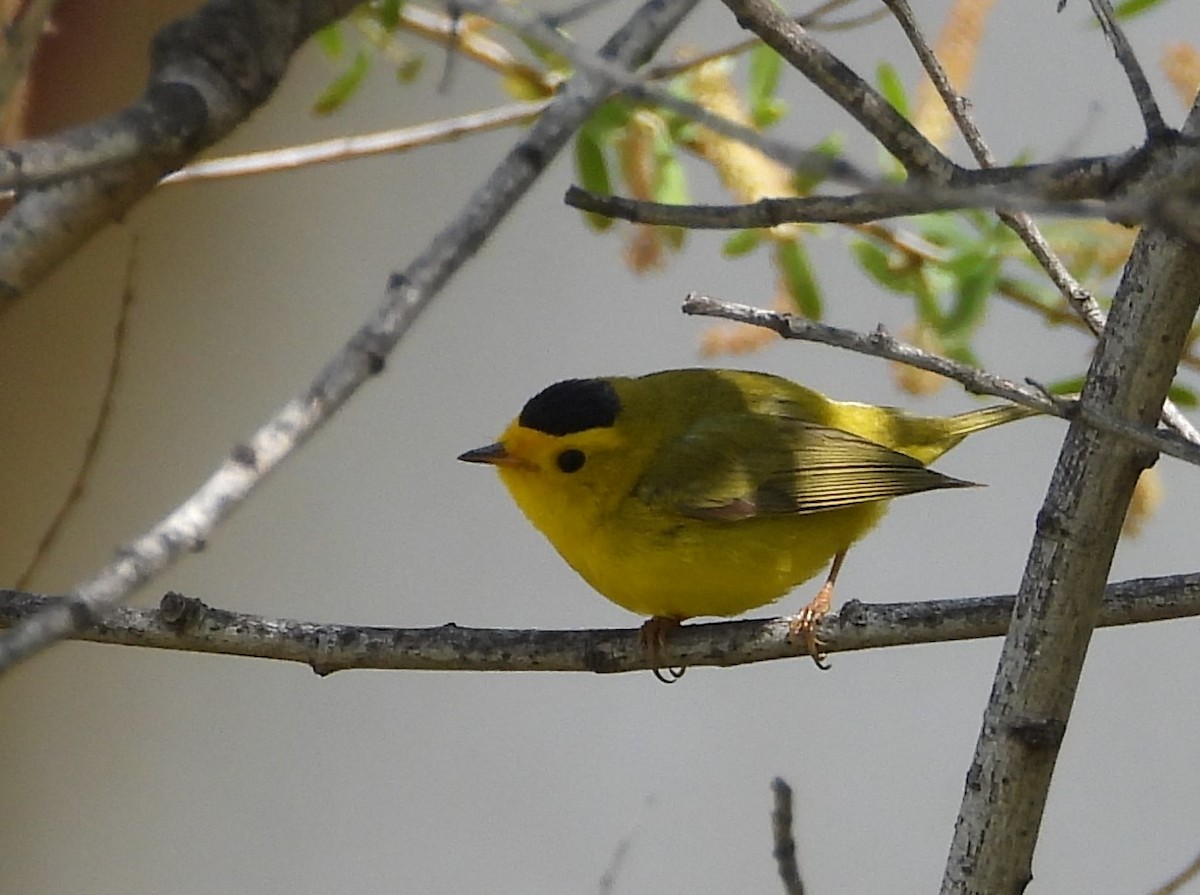 Wilson's Warbler - ML617861241